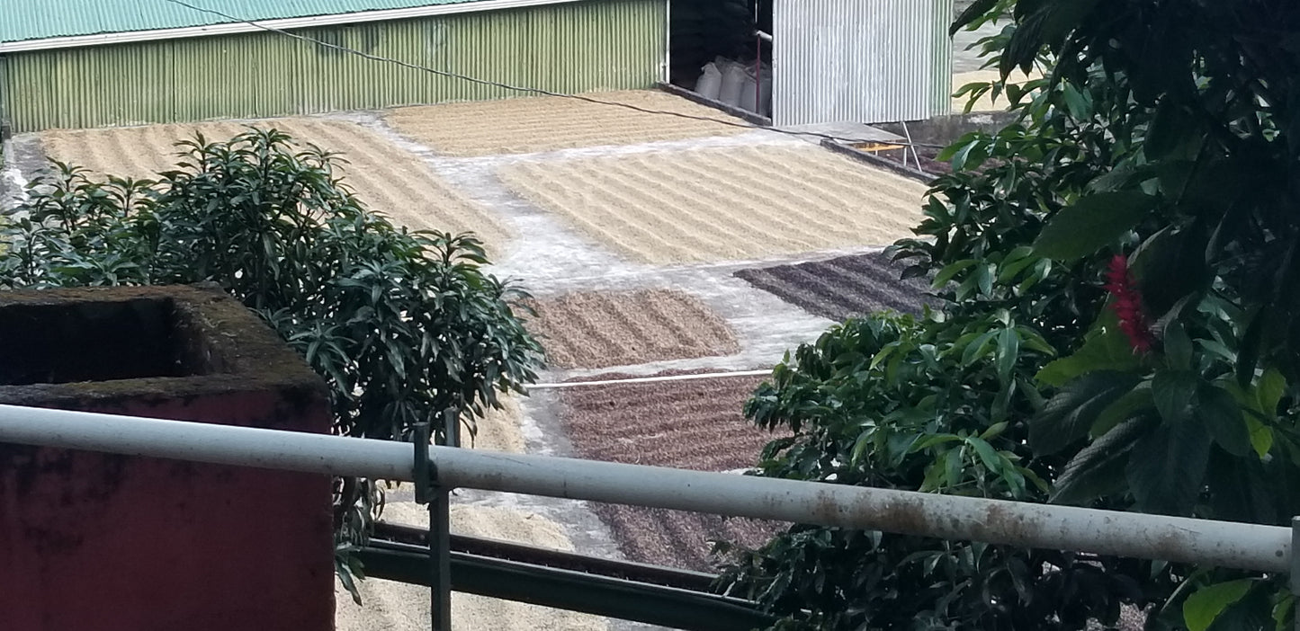 Costa Rica:  Monteverde, Washed Process